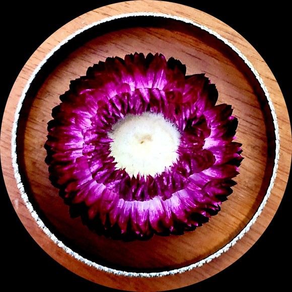 pennymaria